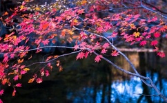 类似第四色的网站